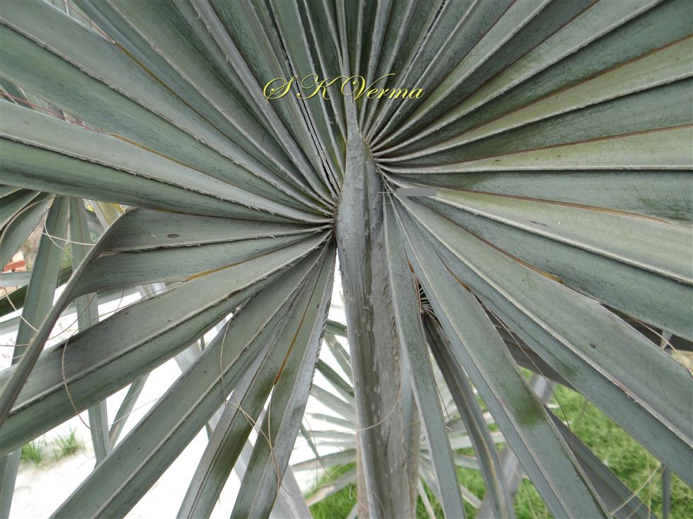  Leaf blade-a part